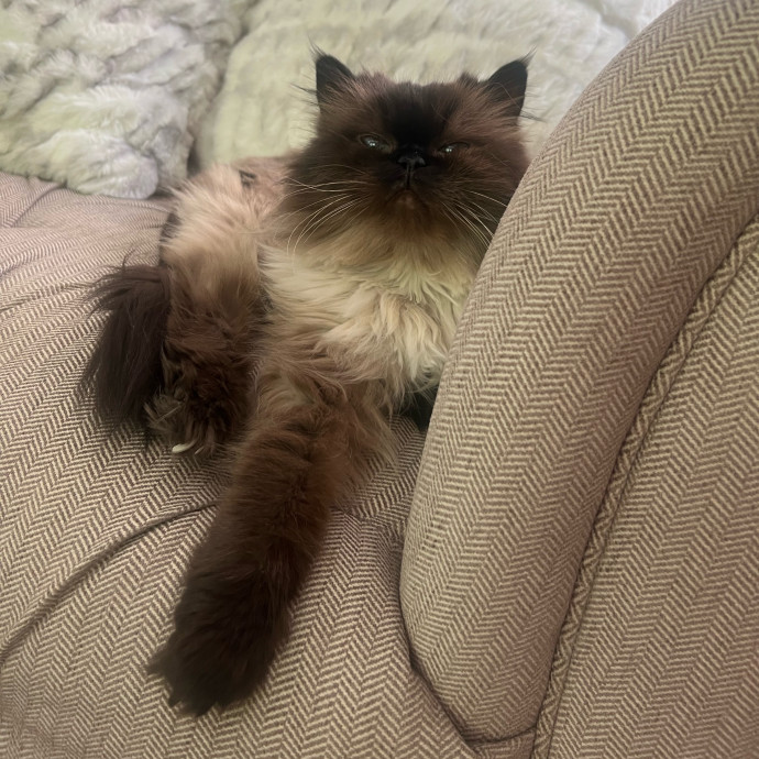 Peyton's Whisker Watch