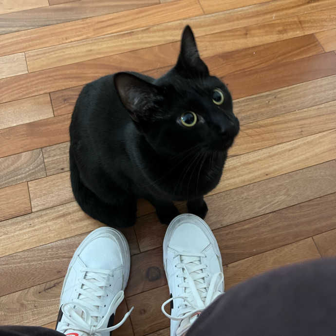 Peyton's Whisker Watch