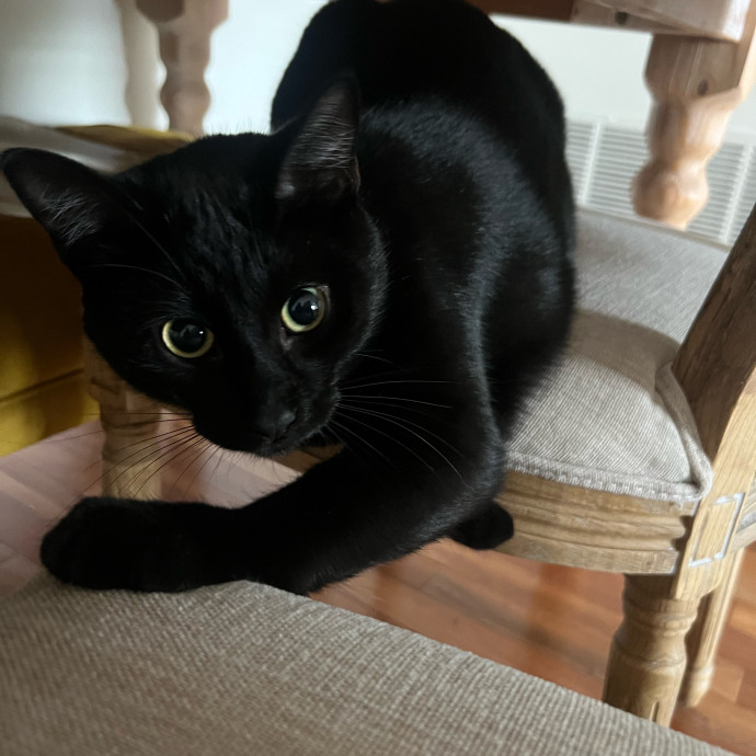 Peyton's Whisker Watch