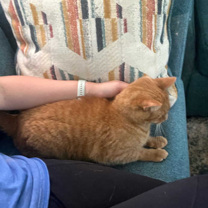 Peyton's Whisker Watch