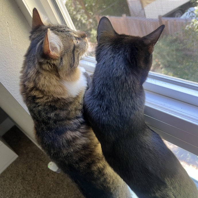 Peyton's Whisker Watch photo 2