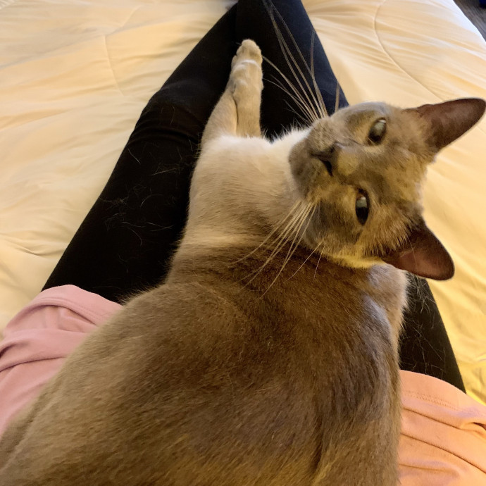 Trusted Caregiver For Your Furry Angels