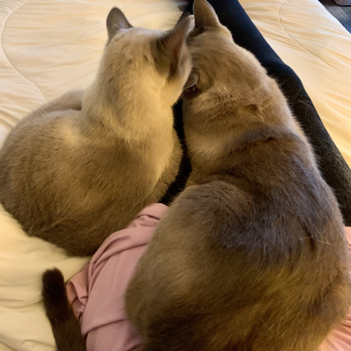 Trusted Caregiver For Your Furry Angels