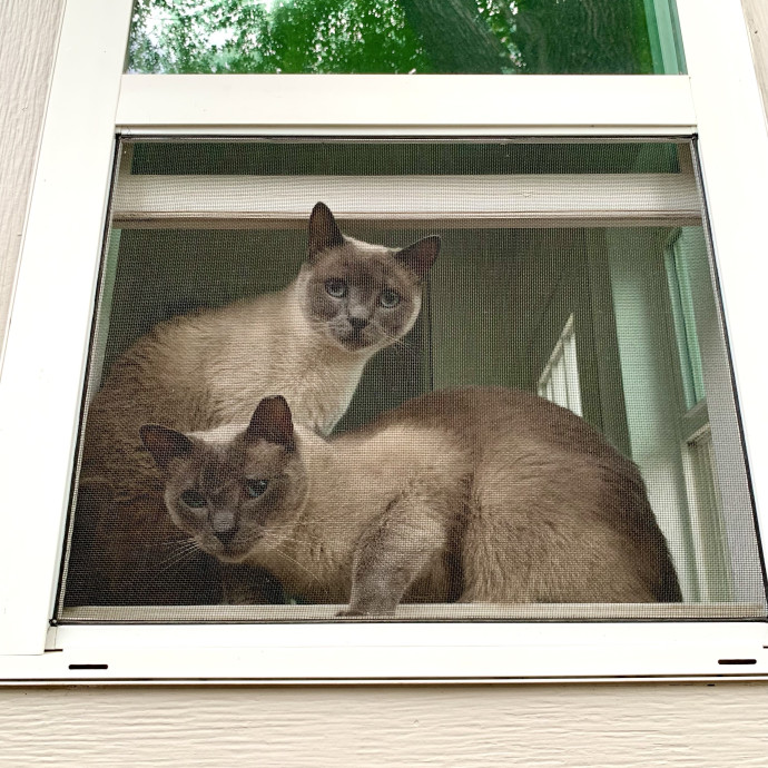 Trusted Caregiver For Your Furry Angels