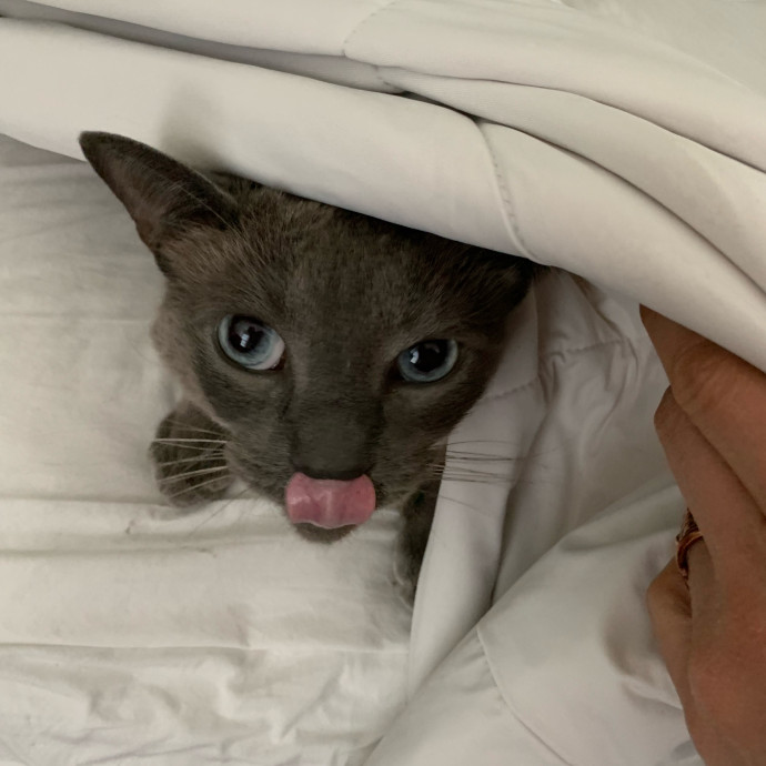 Trusted Caregiver For Your Furry Angels