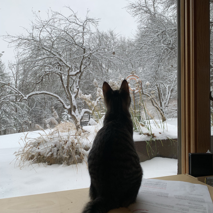 Trusted Caregiver For Your Furry Angels