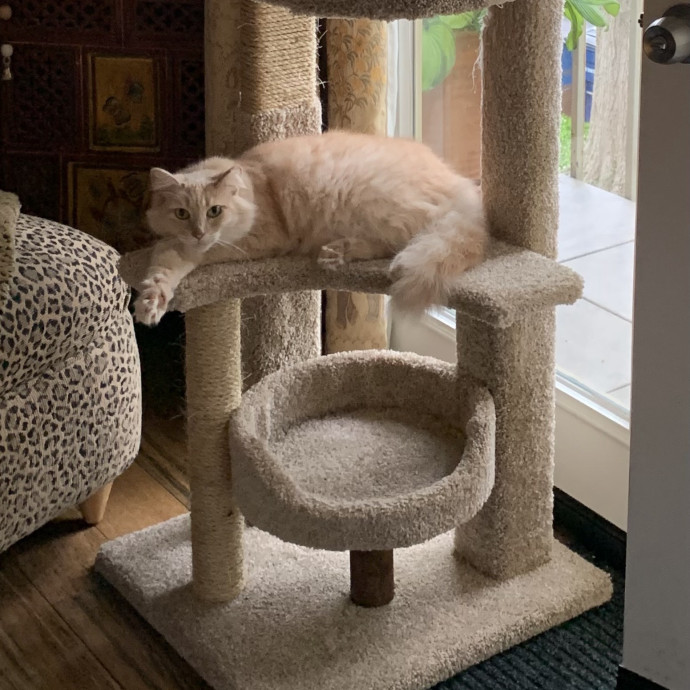 Trusted Caregiver For Your Furry Angels