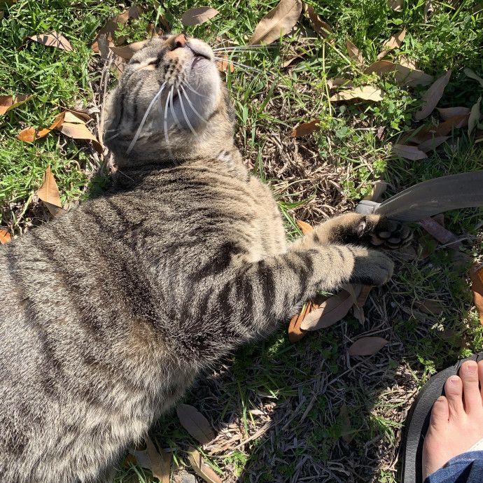 Trusted Caregiver For Your Furry Angels photo 3