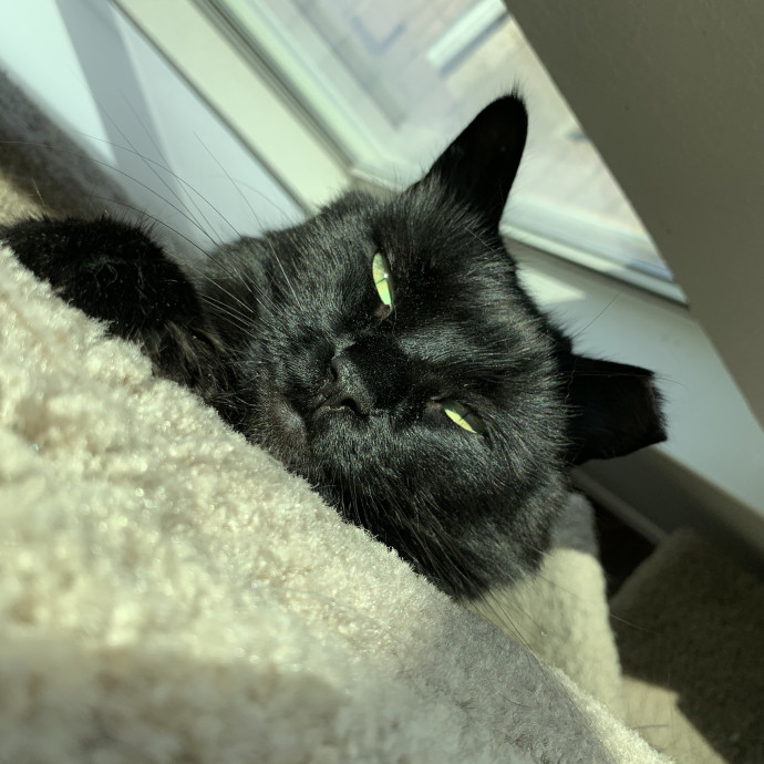 Trusted Caregiver For Your Furry Angels photo 2
