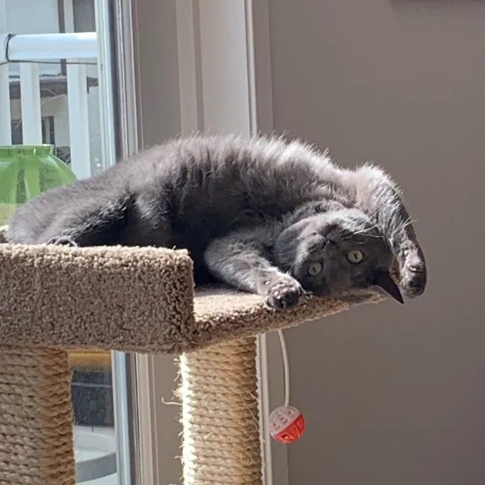 Cat Sitting With Har