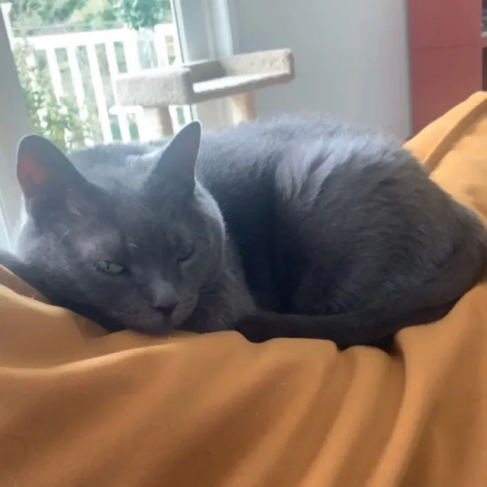 Cat Sitting With Har