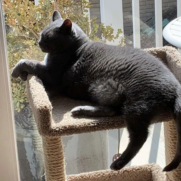 Cat Sitting With Har