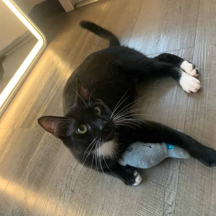 Cat Sitting With Har