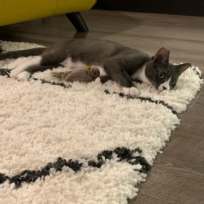 Cat Sitting With Har