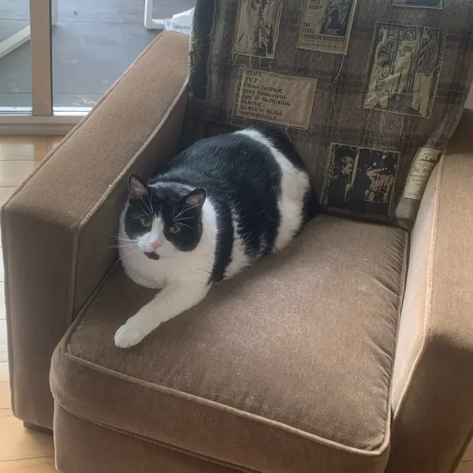 Cat Sitting With Har