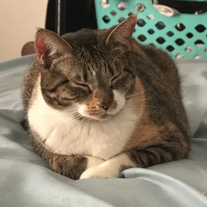 Cat Sitting With Har