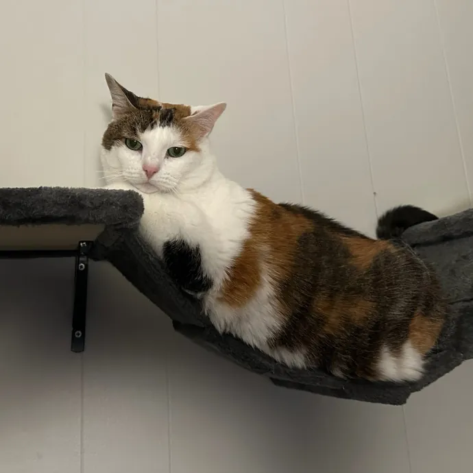 Cat Sitting With Har