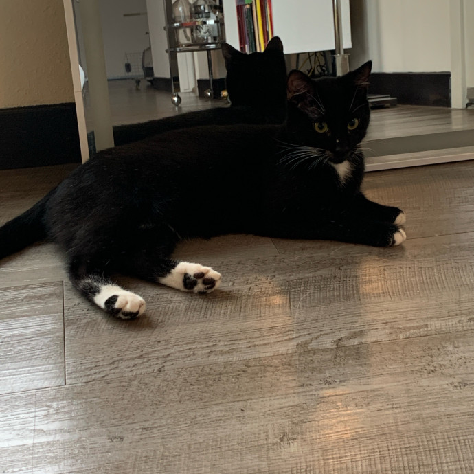 Cat Sitting With Har