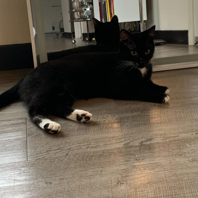 Cat Sitting With Har