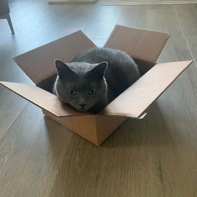 Cat Sitting With Har