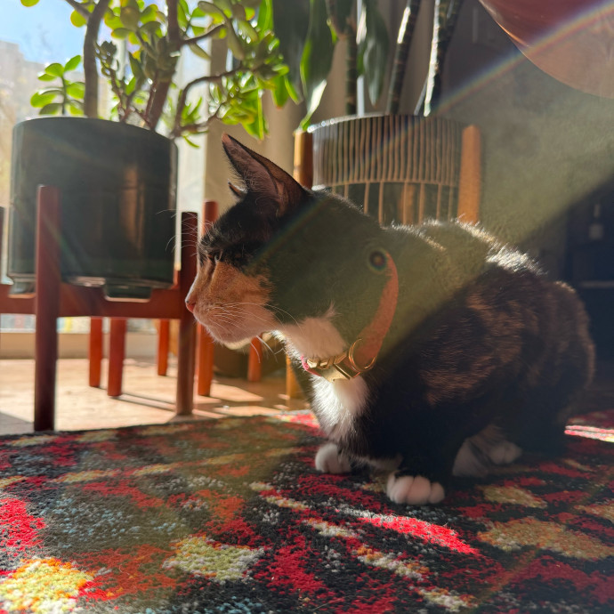 Cat Sitting With Har