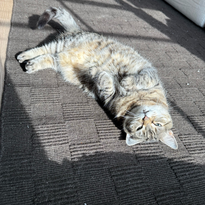 Cat Sitting With Har photo 2