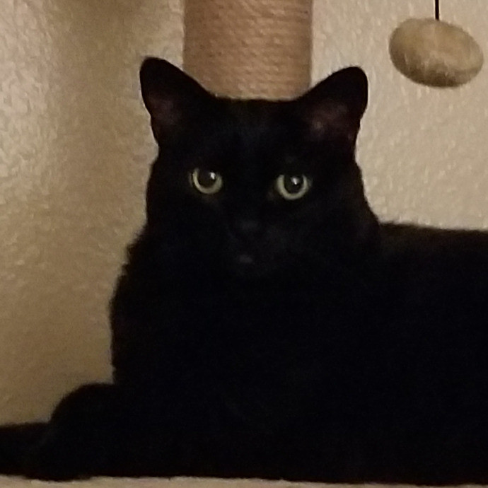 Crooked Tail Cat Sitting