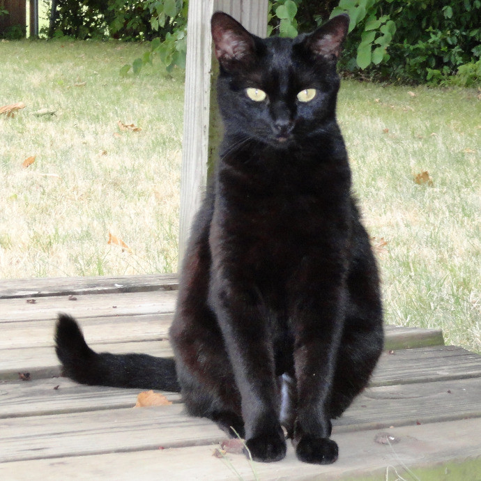 Crooked Tail Cat Sitting