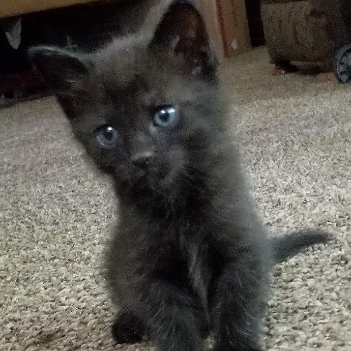 Crooked Tail Cat Sitting