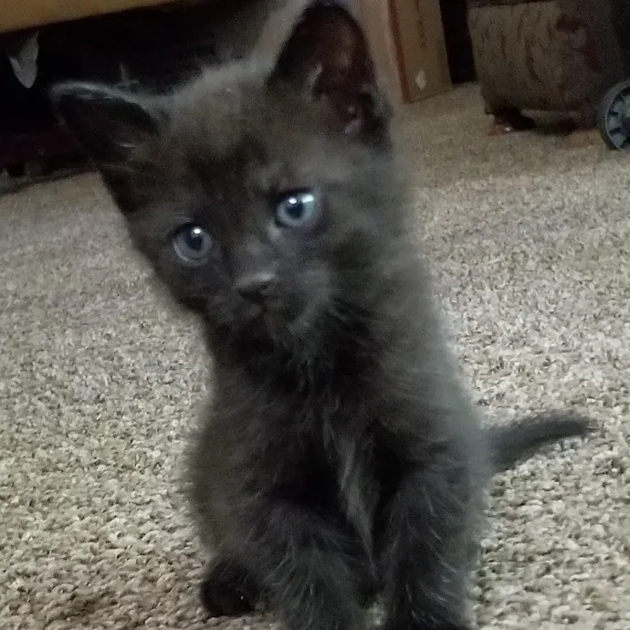 Crooked Tail Cat Sitting