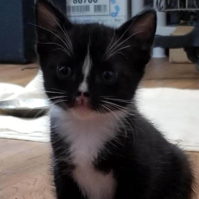 Crooked Tail Cat Sitting