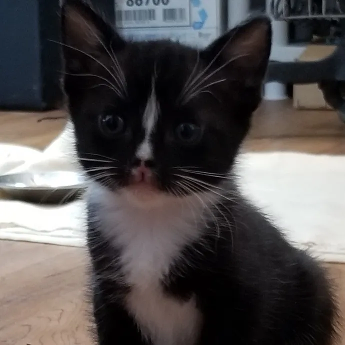 Crooked Tail Cat Sitting