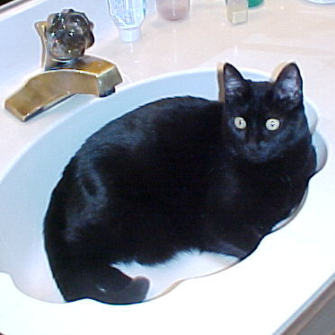 Crooked Tail Cat Sitting