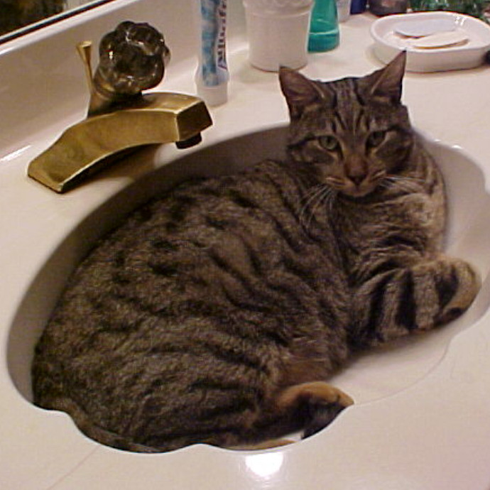 Crooked Tail Cat Sitting