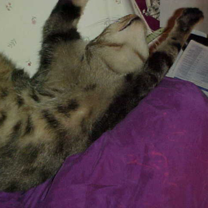 Crooked Tail Cat Sitting