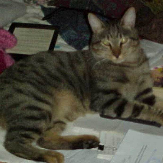 Crooked Tail Cat Sitting