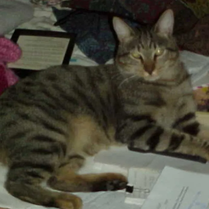 Crooked Tail Cat Sitting