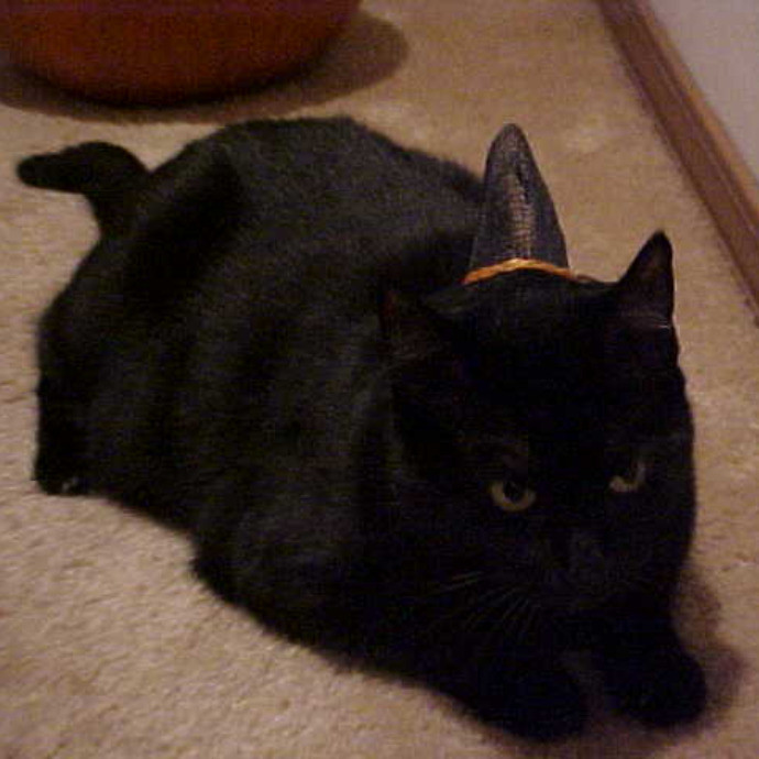 Crooked Tail Cat Sitting