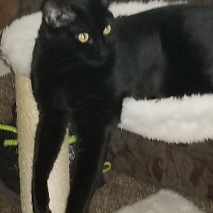 Crooked Tail Cat Sitting