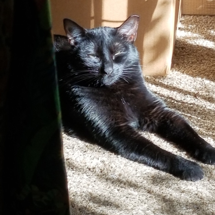 Crooked Tail Cat Sitting