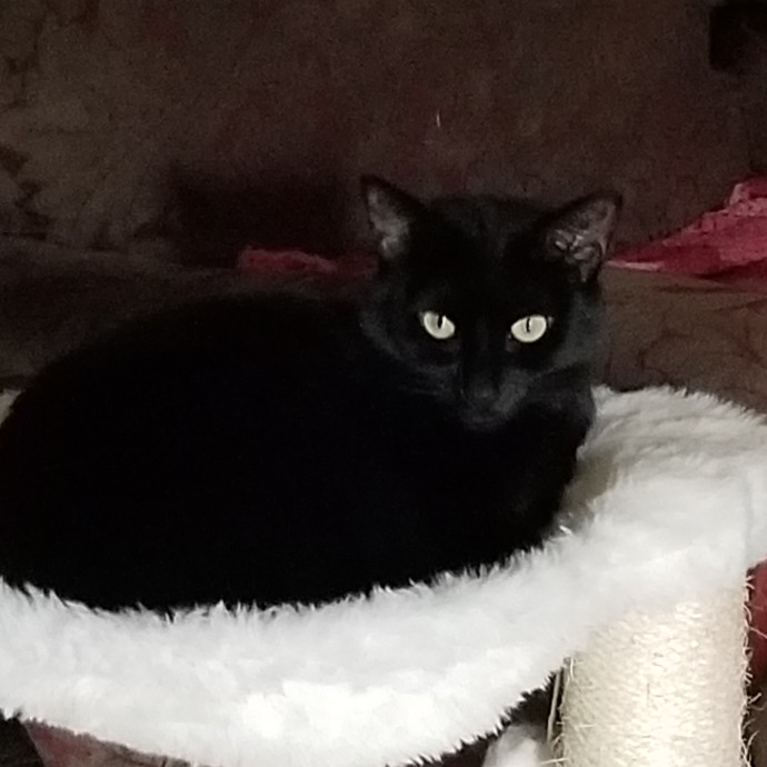 Crooked Tail Cat Sitting
