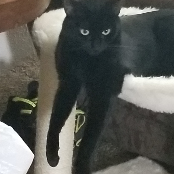 Crooked Tail Cat Sitting photo 3