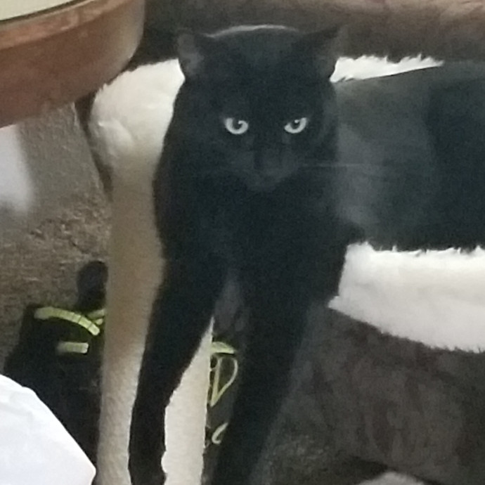 Crooked Tail Cat Sitting photo 2