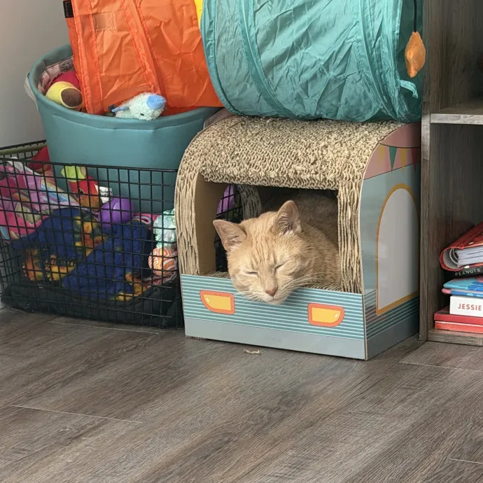 Your Cat Called They Picked Me
