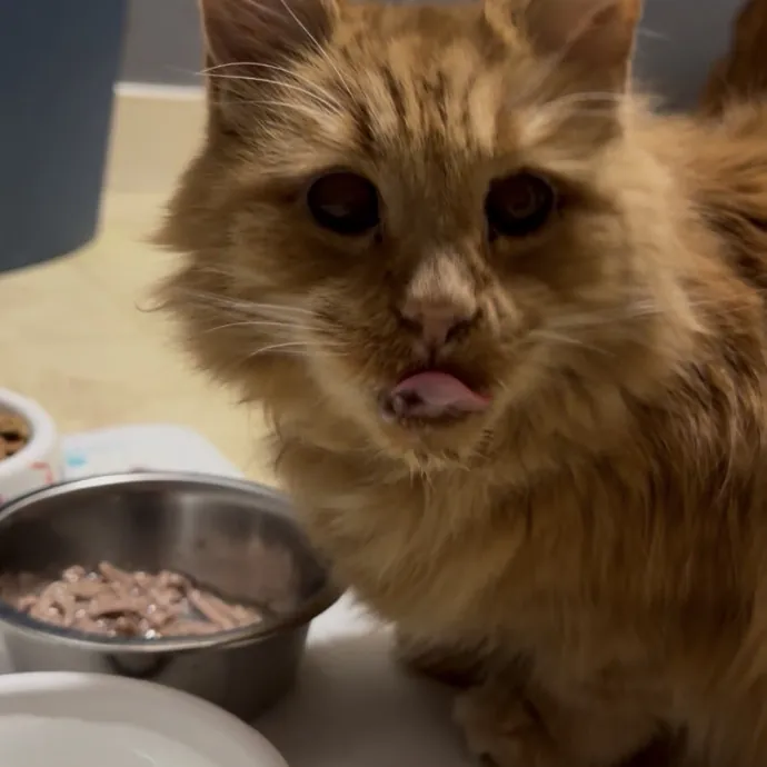 Your Cat Called They Picked Me