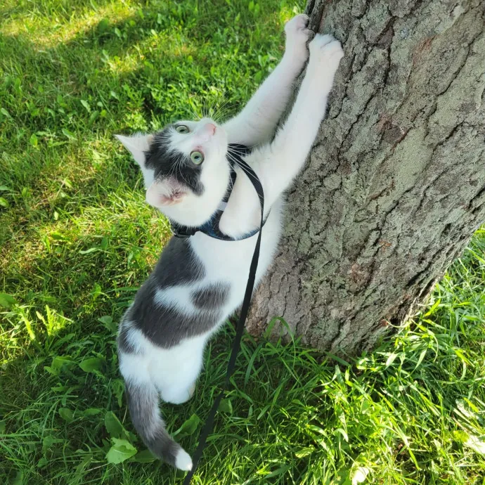 Experienced Cat Sitting With Katey photo 2