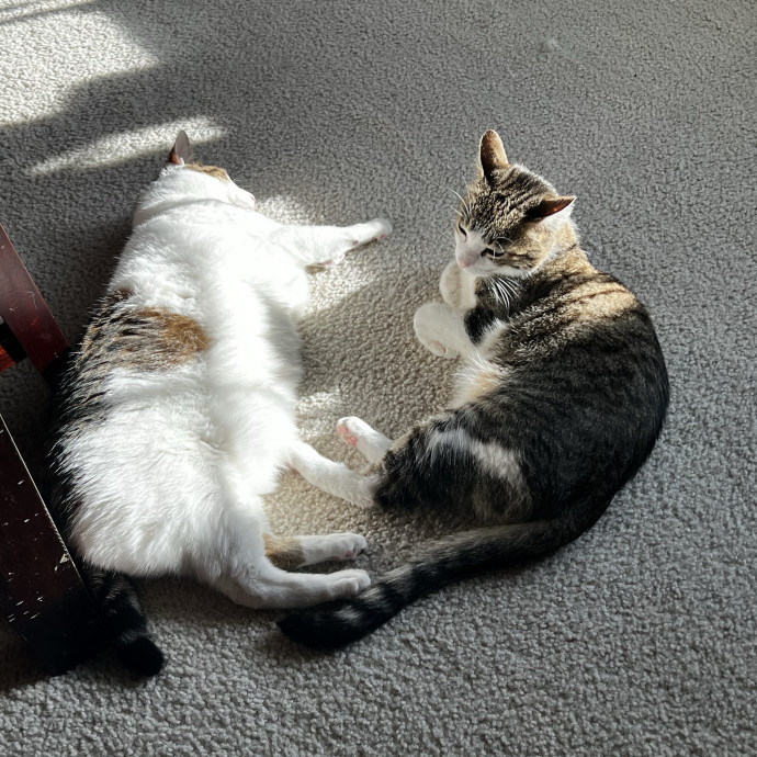 Trusted Cat Companion And Caregiver photo 3