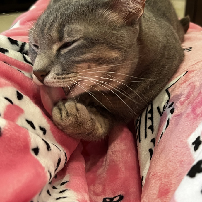 Trusted Cat Companion And Caregiver photo 2