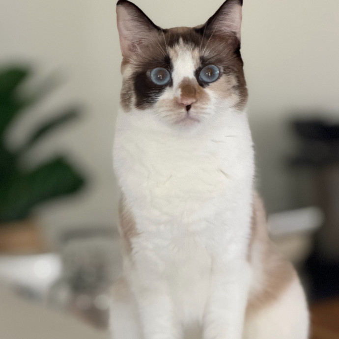 Trusted Cat Companion And Caregiver