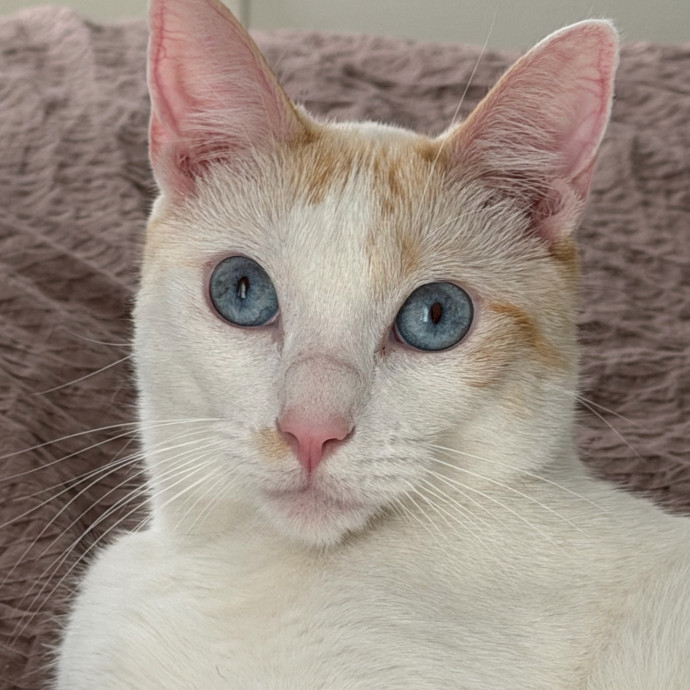 Trusted Cat Companion And Caregiver